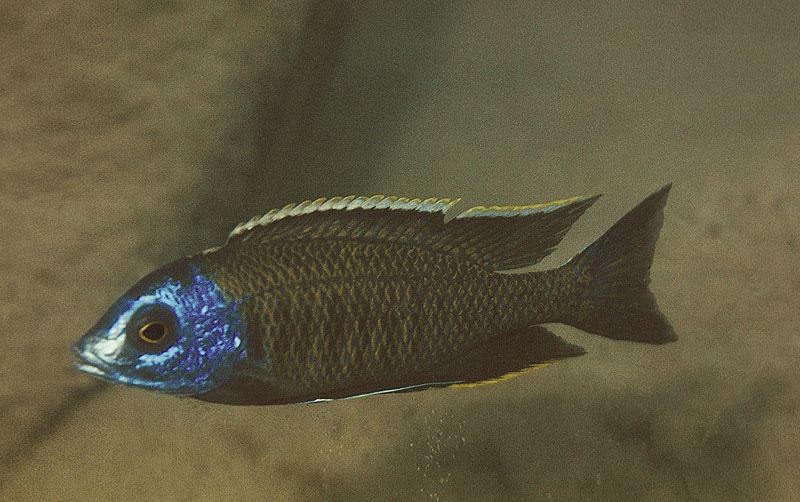 Nyassachromis breviceps 'Nkhomo Reef'
